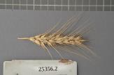 Click for 1 image(s) for this accession. Spike